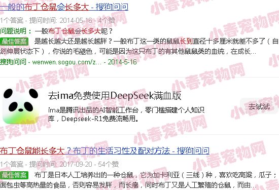 布丁鼠能长到多大