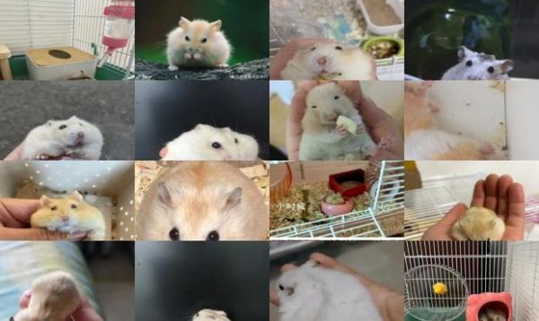 布丁鼠能长到多大