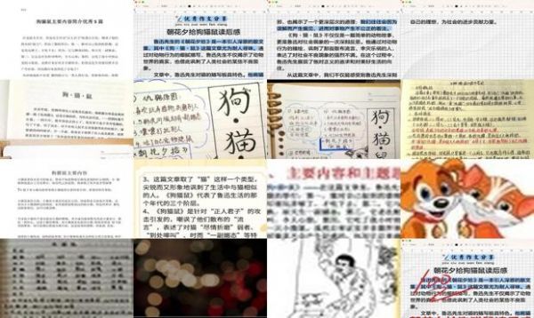 狗猫鼠主要内容