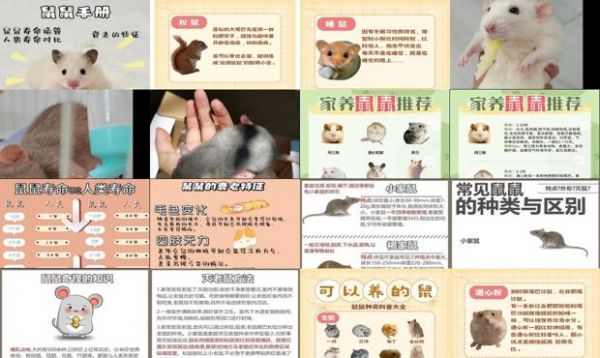 宠物鼠跟老鼠的区别