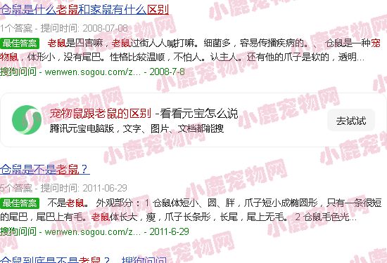 宠物鼠跟老鼠的区别