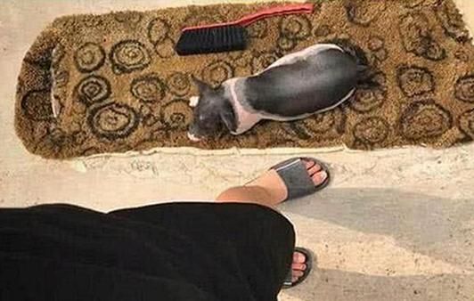 小伙网购宠物猪,1年后拍照上传买家秀:内容过于真实了