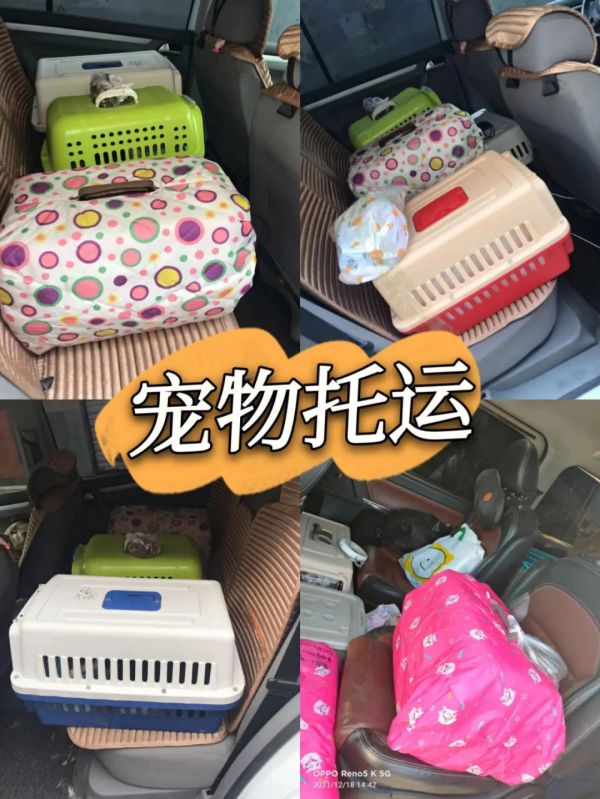 合肥 猫狗运输 靠谱 大巴车托运