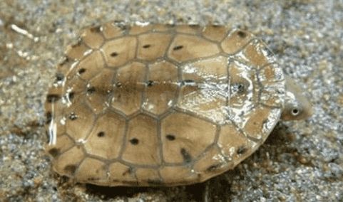 科普时间到~巴西蛇颈龟大家知道吗?