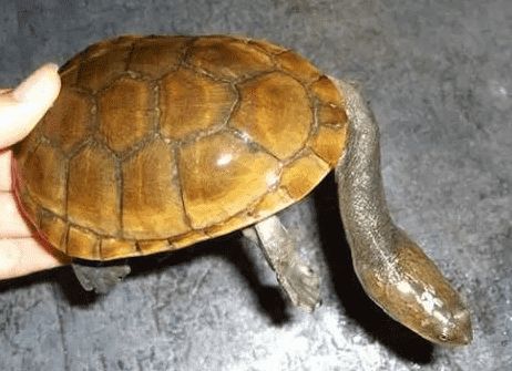 科普时间到~巴西蛇颈龟大家知道吗?