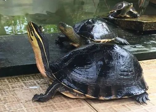 今日科普：安布闭壳龟咬人吗？