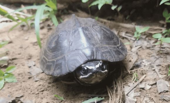 马来食螺龟是保护动物吗?看这篇科普文章