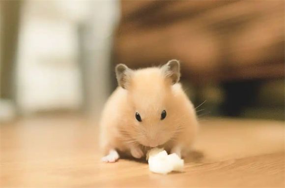 仓鼠死后的尸体一定要这样处理才安全