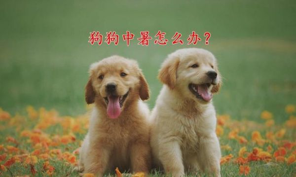 如何教育敏感的宠物狗（训练敏感宠物狗的秘诀）