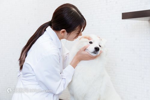 九游体育：宠物健康养护全攻略-让爱宠活得更健康更快乐pptx(图1)