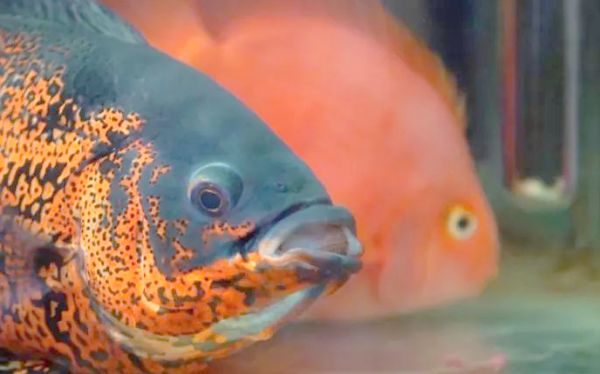 地图鱼的饲养与疾病防治全攻略