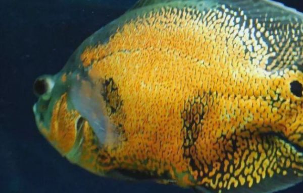 地图鱼的饲养与疾病防治全攻略