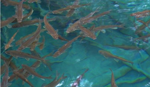 孔雀鱼苗老死原因及防治方法