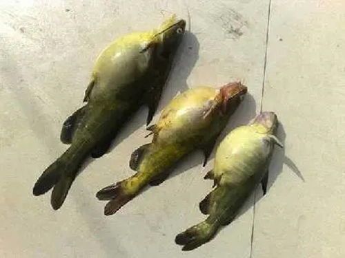 孔雀鱼苗老死原因及防治方法