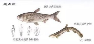 成吉思汗鱼病了？速学鱼病防治小技巧！