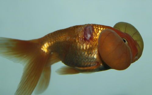 成吉思汗鱼病了？速学鱼病防治小技巧！