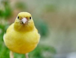 芙蓉鸟幼鸟如何喂养