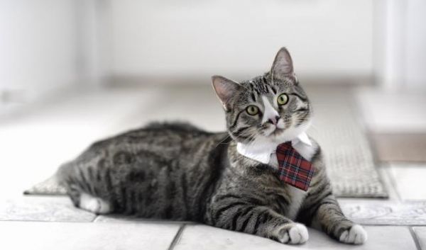 家里养宠物究竟该怎么正确的消毒