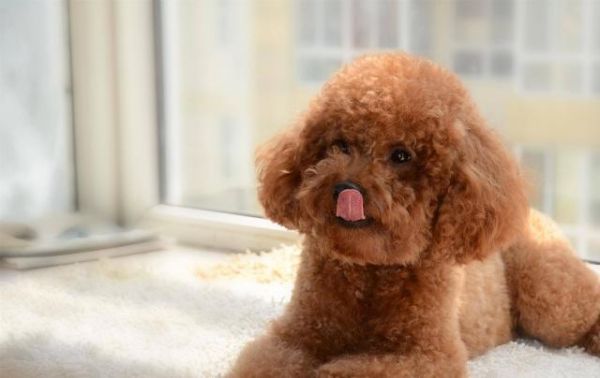 家里养宠物究竟该怎么正确的消毒