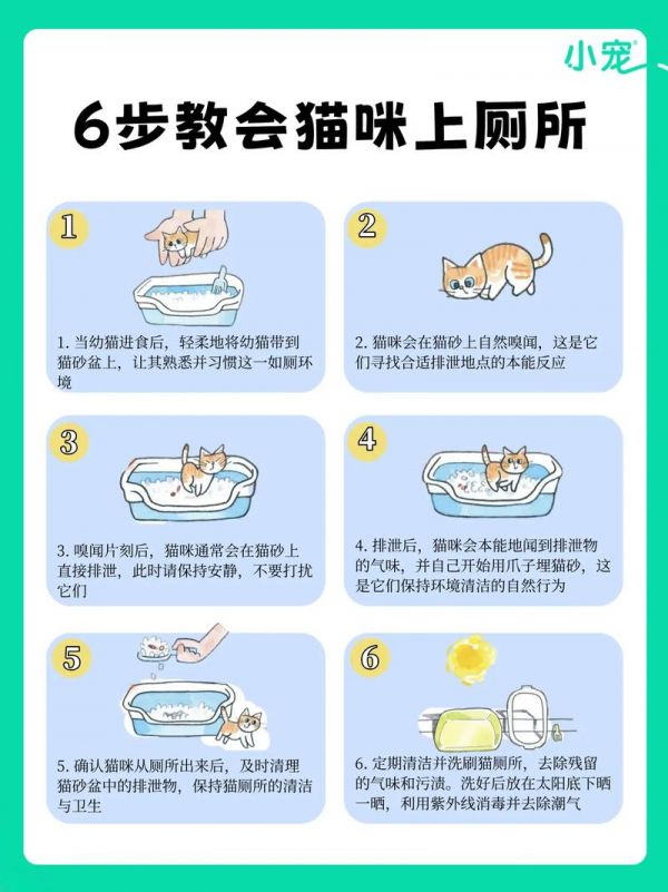 如何教猫咪快速使用猫砂