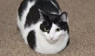 宠物猫条猫砂怎么使用