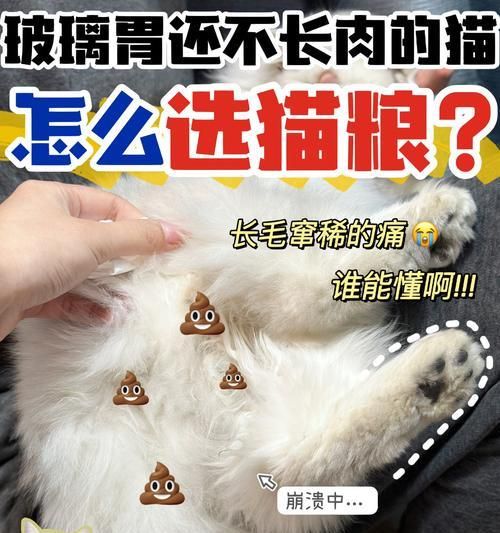 新手铲屎官，学会如何教会猫咪使用猫砂盆（让你的猫咪轻松掌握如厕技能，告别随地大小便的烦恼）