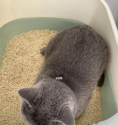 如何教小猫咪使用猫砂？（宠物主人必知的方法和技巧）