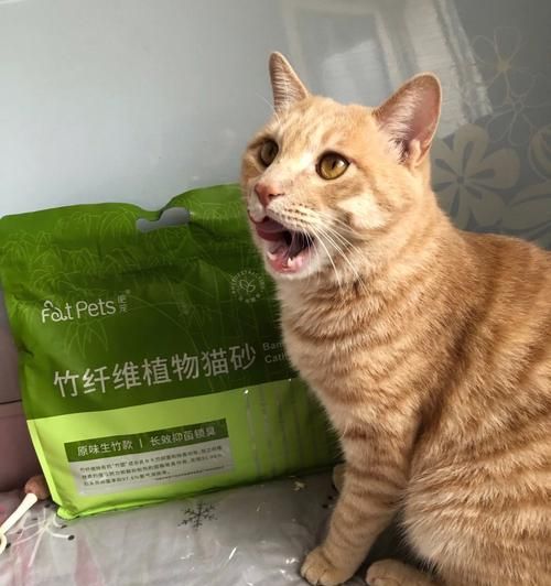 如何教小猫咪使用猫砂？（宠物主人必知的方法和技巧）