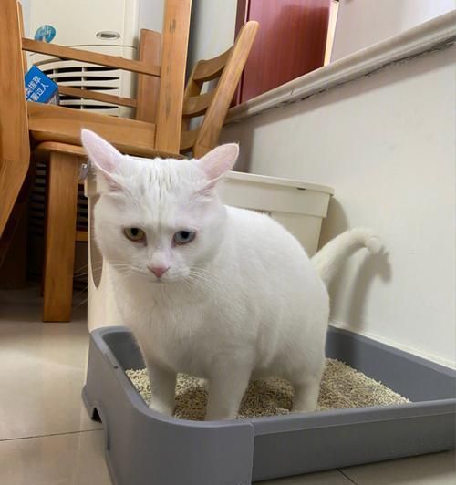 如何教小猫咪使用猫砂？（宠物主人必知的方法和技巧）