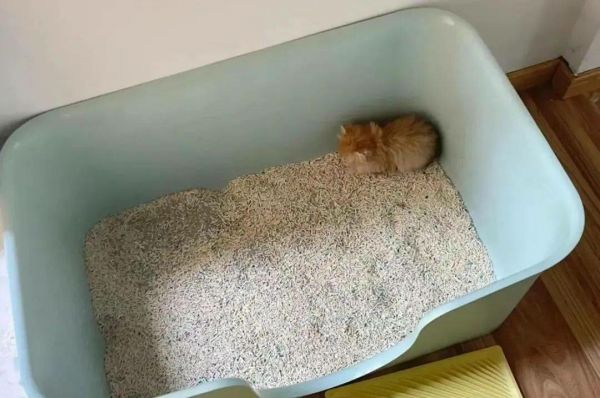 小猫不会用猫砂盆？5 个气味与位置引导技巧