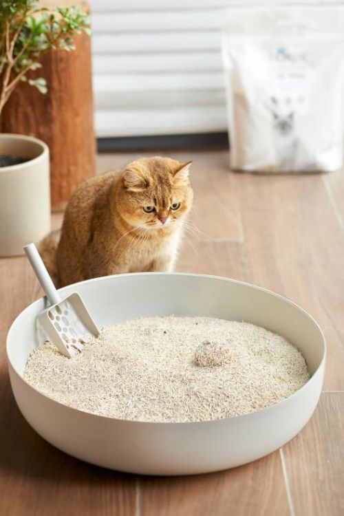 宠物家庭必备：猫砂处理技巧get！