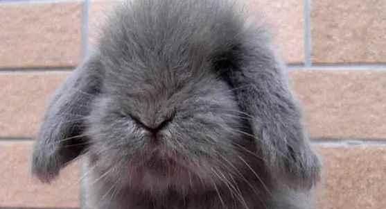 标准金吉拉兔的饲养方法（兔舍环境、饮食管理、日常护理等全方位指南）