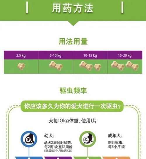 标准金吉拉兔的饲养方法（兔舍环境、饮食管理、日常护理等全方位指南）