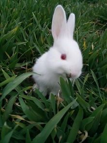 宠物兔尿味重，如何轻松去除？