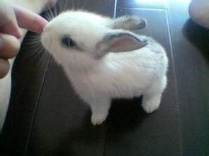 宠物兔尿味重，如何轻松去除？