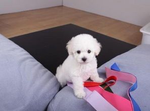 纯种萌宠物狗怎么养的活