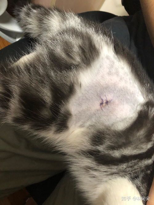 剖腹产猫术后护理要点