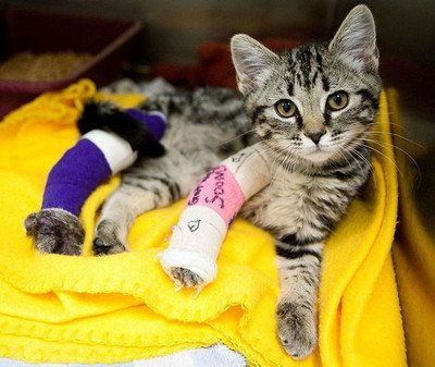 宠物猫骨折治疗费用与护理要点