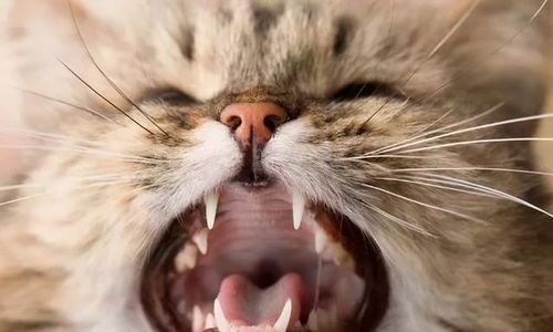 猫咪何时换牙？换牙期护理要点？