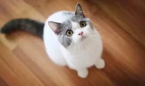 如何让宠物猫舒适度过哈气期？哈气期猫的护理要点有哪些？