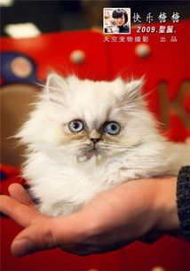 如何让宠物猫舒适度过哈气期？哈气期猫的护理要点有哪些？