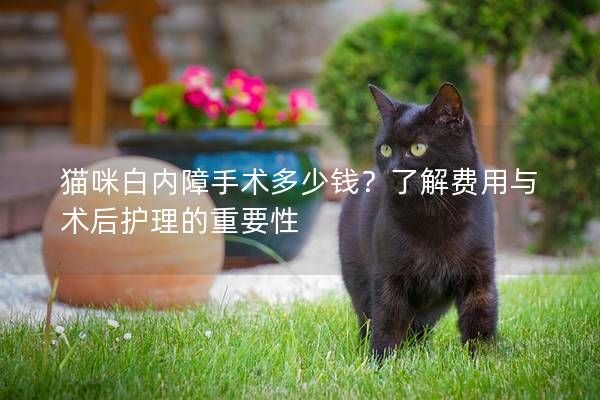 猫咪白内障手术多少钱?了解费用与术后护理的重要性