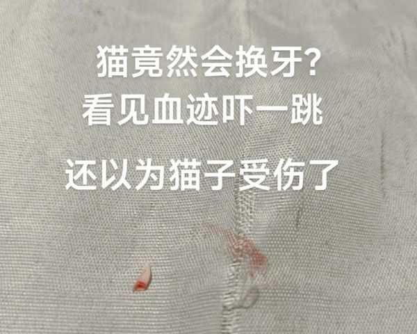 猫咪换牙的周期及注意事项（探索猫咪换牙的奥秘，了解换牙期间的护理要点）