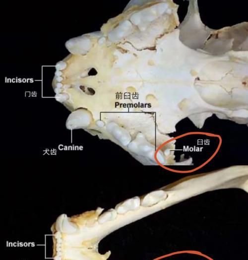猫咪换牙的周期及注意事项（探索猫咪换牙的奥秘，了解换牙期间的护理要点）
