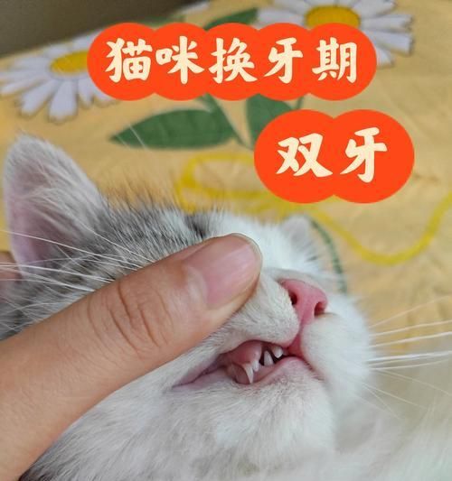 猫咪换牙的周期及注意事项（探索猫咪换牙的奥秘，了解换牙期间的护理要点）