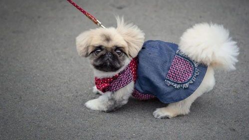 矮脚狗多为宠物犬品种