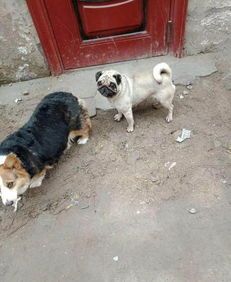 矮脚狗多为宠物犬品种