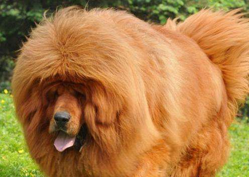 藏獒的起源:历史上的由来与发展