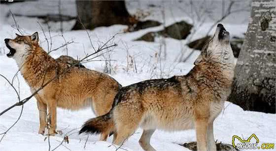 狗狗最早的祖先不是狼,养之前先搞清楚4点