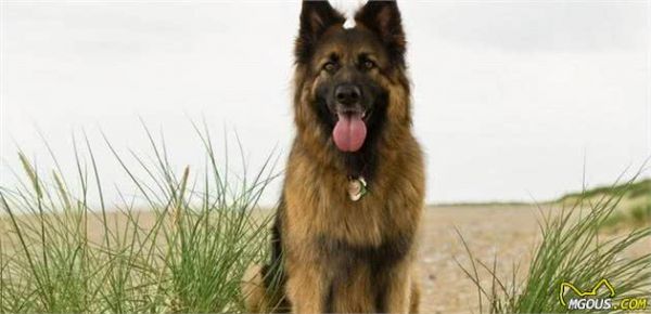 狗狗最早的祖先不是狼,养之前先搞清楚4点